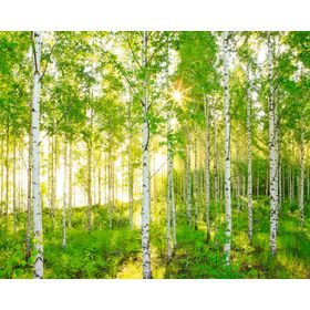 Fotomural 368x254cm Bosque 8519 Komar