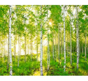 Fotomural 368x254cm Bosque 8519 Komar