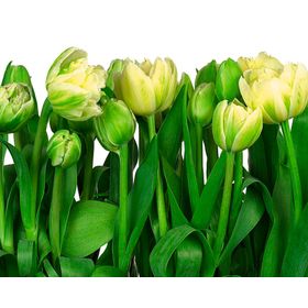 Papel fotomural 368x254 cm 8P tulipanes 8900 Komar
