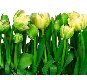 Papel fotomural 368x254 cm 8P tulipanes 8900 Komar