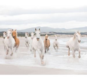 Papel fotomural Caballos 8986 Komar