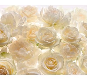 Papel fotomural Nw rosas blancas 4007 Komar