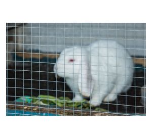 Malla electrosoldada 90 cm 5 m 1/2'' Inchalam