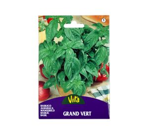 Semilla corriente albahaca grande vita