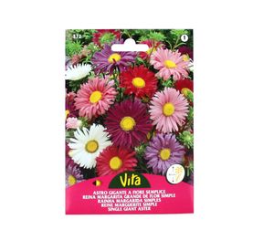 Semilla corriente sin desinfectar reina margarita grande simple variada vita