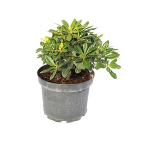 Planta natural Pitosporo Tobira Enano MCI 21