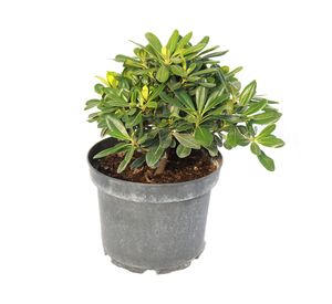 Planta natural Pitosporo Tobira enano 27x30x21 cm