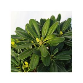 Planta natural Pitosporo Tobira Enano MCI 21