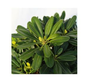 Planta natural Pitosporo Tobira enano 27x30x21 cm