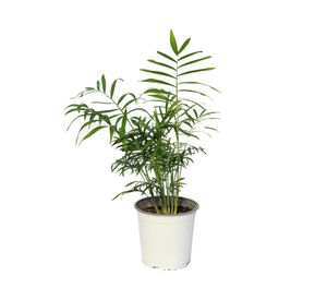 Planta natural Chamaedorea 56x30x17 cm