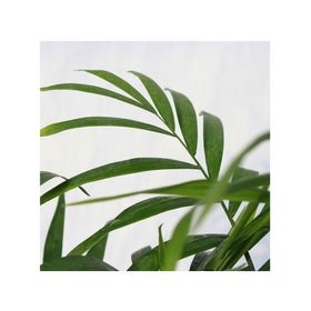 Planta natural Chamaedorea 56x30x17 cm