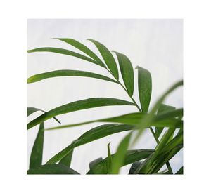 Planta natural Chamaedorea 56x30x17 cm