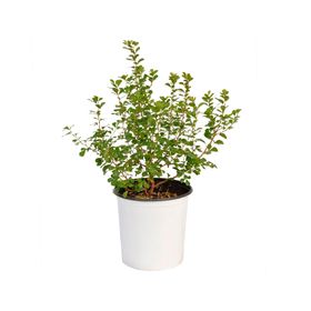 Planta natural Rhus Crenata VCH 17 cm