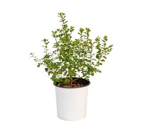 Planta natural Rhus Crenata VCH 17 cm