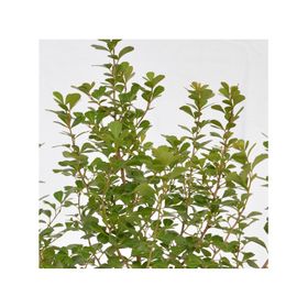 Planta natural Rhus Crenata VCH 17 cm