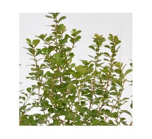 Planta natural Rhus Crenata VCH 17 cm