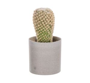 Planta artificial Suculenta D Outzen.