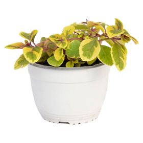 Planta natural Dolar Gold VDA 19 cm