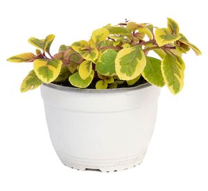 Planta natural Dolar Gold VDA 19 cm