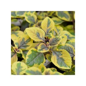 Planta natural Dolar Gold VDA 19 cm