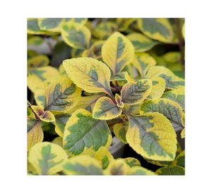 Planta natural Dolar Gold VDA 19 cm