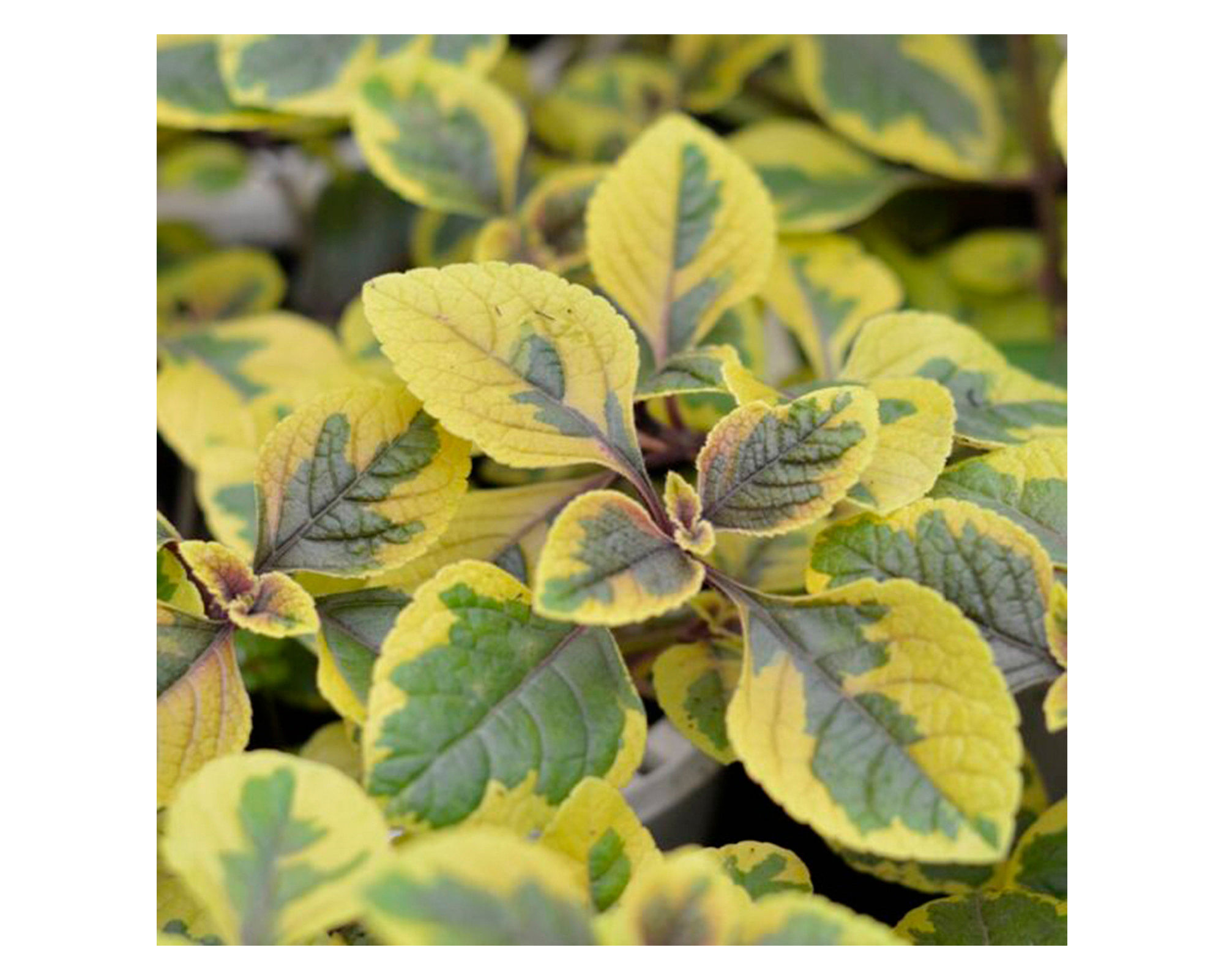Planta Dolar Gold 19 cm