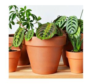 Maceta Kony 15 cm Terrarcilla