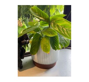 Macetero enlozado blanco 20x18x18 cm