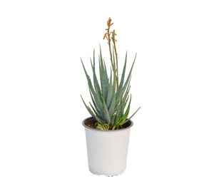Planta natural Aloe Blue Elf Vch 19