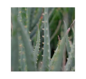 Planta natural Aloe Blue Elf Vch 19