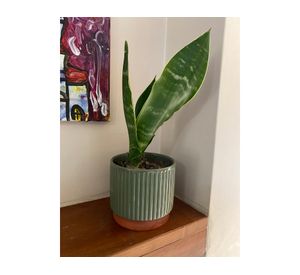 Macetero 14x12 cm Enlozado oliva Decogreen