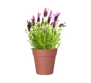 Maceta 35 cm Madagascar terracota