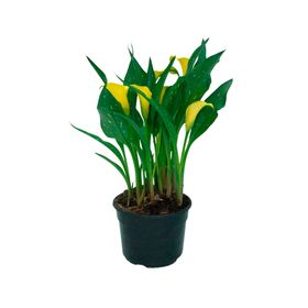 Planta natural Cala 20x17 cm