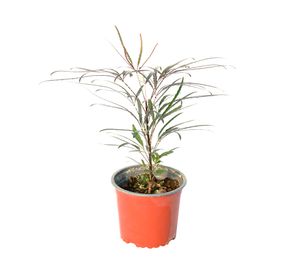 Planta natural Aralia Elegantísima VCG 35x15x12 cm