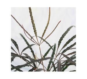 Planta natural Aralia Elegantísima VCG 35x15x12 cm