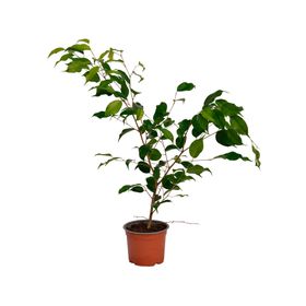 Planta natural Ficus verde S VCG 15