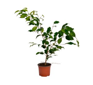 Planta natural Ficus verde S VCG 15 cm