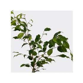 Planta natural Ficus verde S VCG 15