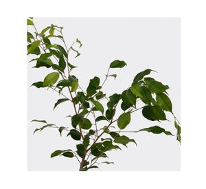 Planta natural Ficus verde S VCG 15 cm