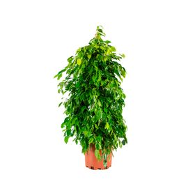 Planta natural Ficus Anastasia 100x30 cm
