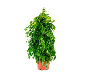 Planta natural Ficus Anastasia 100x30 cm