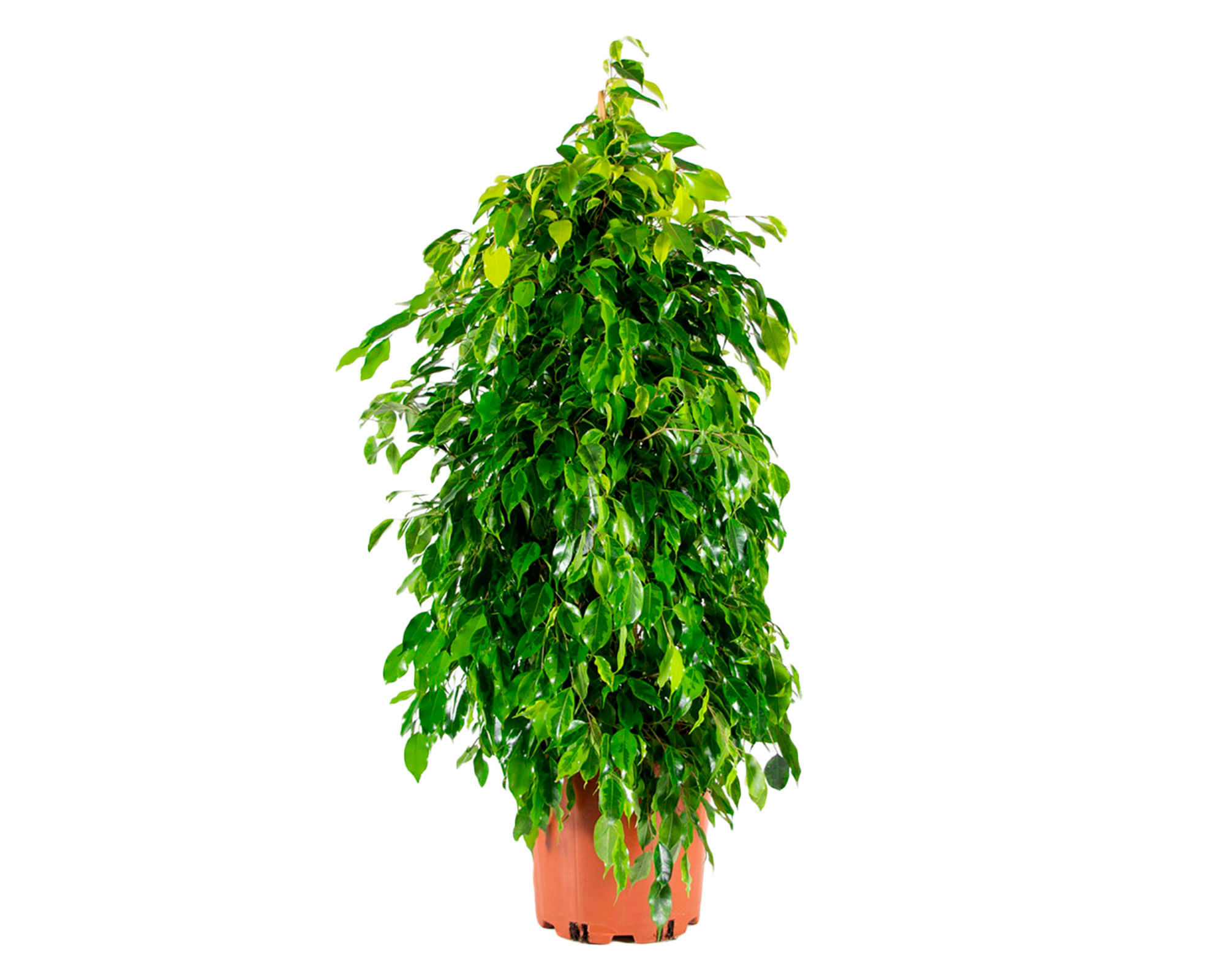 Planta natural Ficus Anastasia 100x30 cm FDMT
