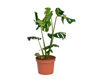 Planta natural Monstera XL Mcl 27
