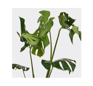 Planta natural Monstera XL Mcl 27