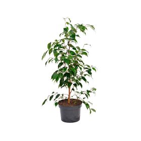 Planta natural Ficus Verde XL Mci 21