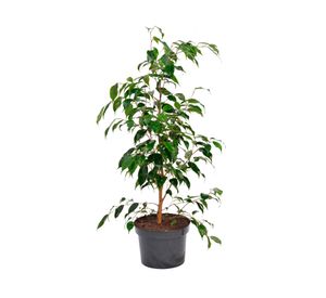 Planta natural Ficus Verde XL Mci 21