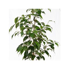 Planta natural Ficus Verde XL Mci 21