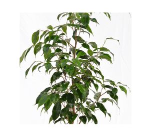 Planta natural Ficus Verde XL Mci 21