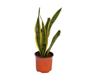 Planta natural Sansevieria Variegada VCG 15