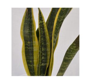 Planta natural Sansevieria Variegada VCG 15